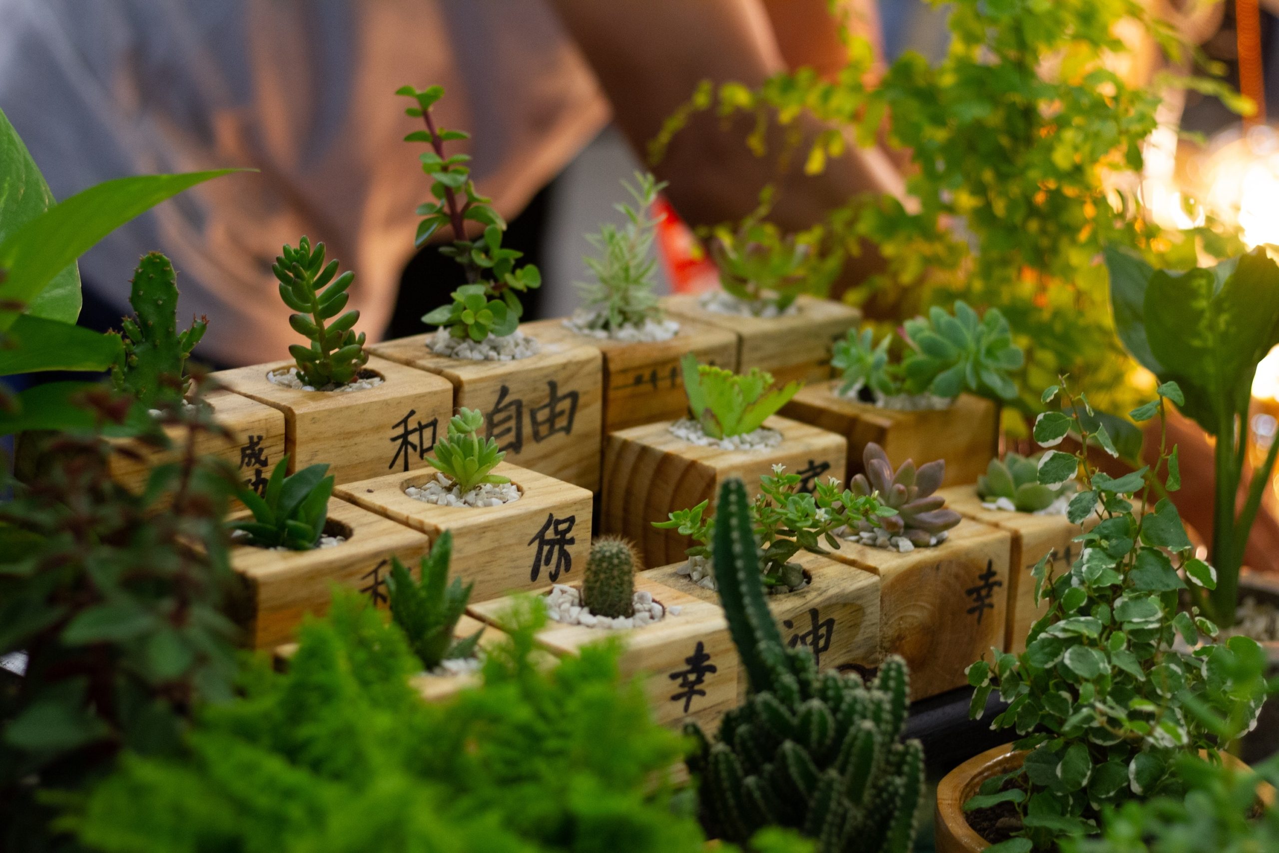 Set of Decorative Cactus Plants