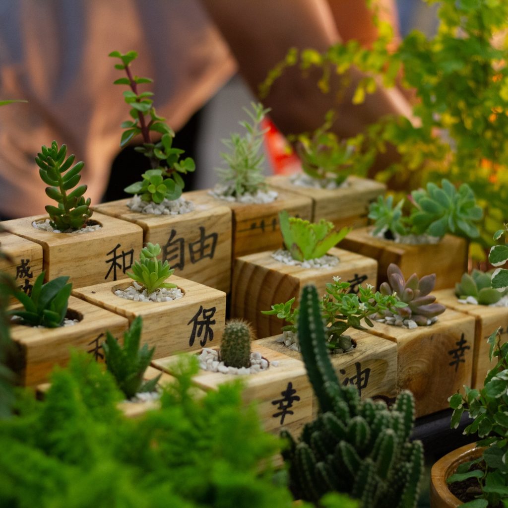 Set of Decorative Cactus Plants