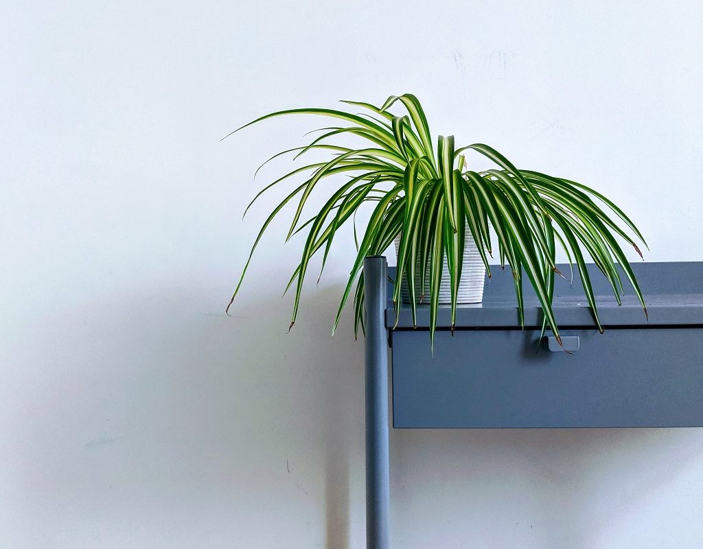 A spider plant on a blue table
