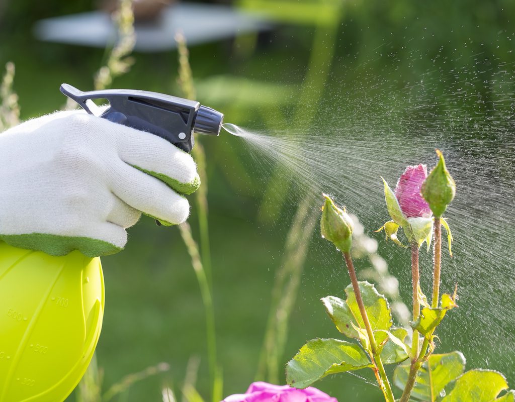 A person with green and white gloves sprays a pest control solution from a yellow spray bottle onto some roses