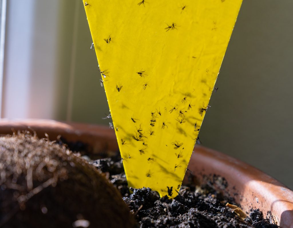 A yellow plastic triangle, stuck into the soil of a flower pot. Small bugs are stuck to it.