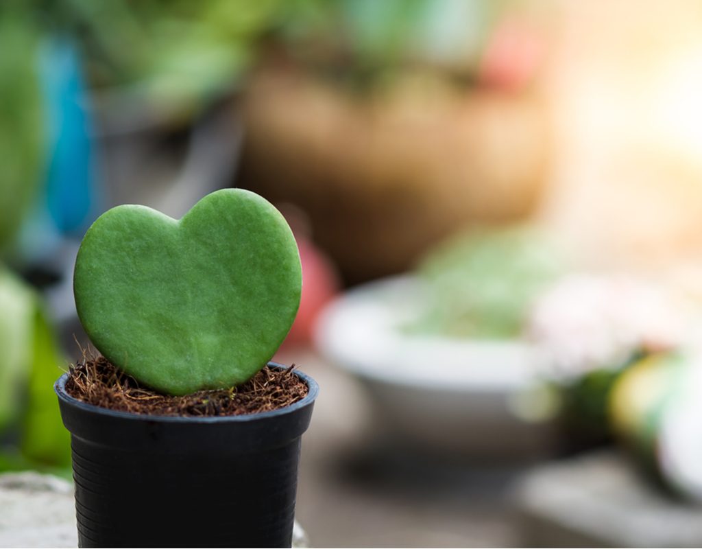 A potted sweetheart hoya