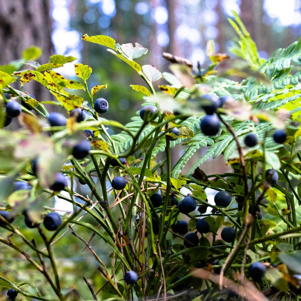 blueberry bush