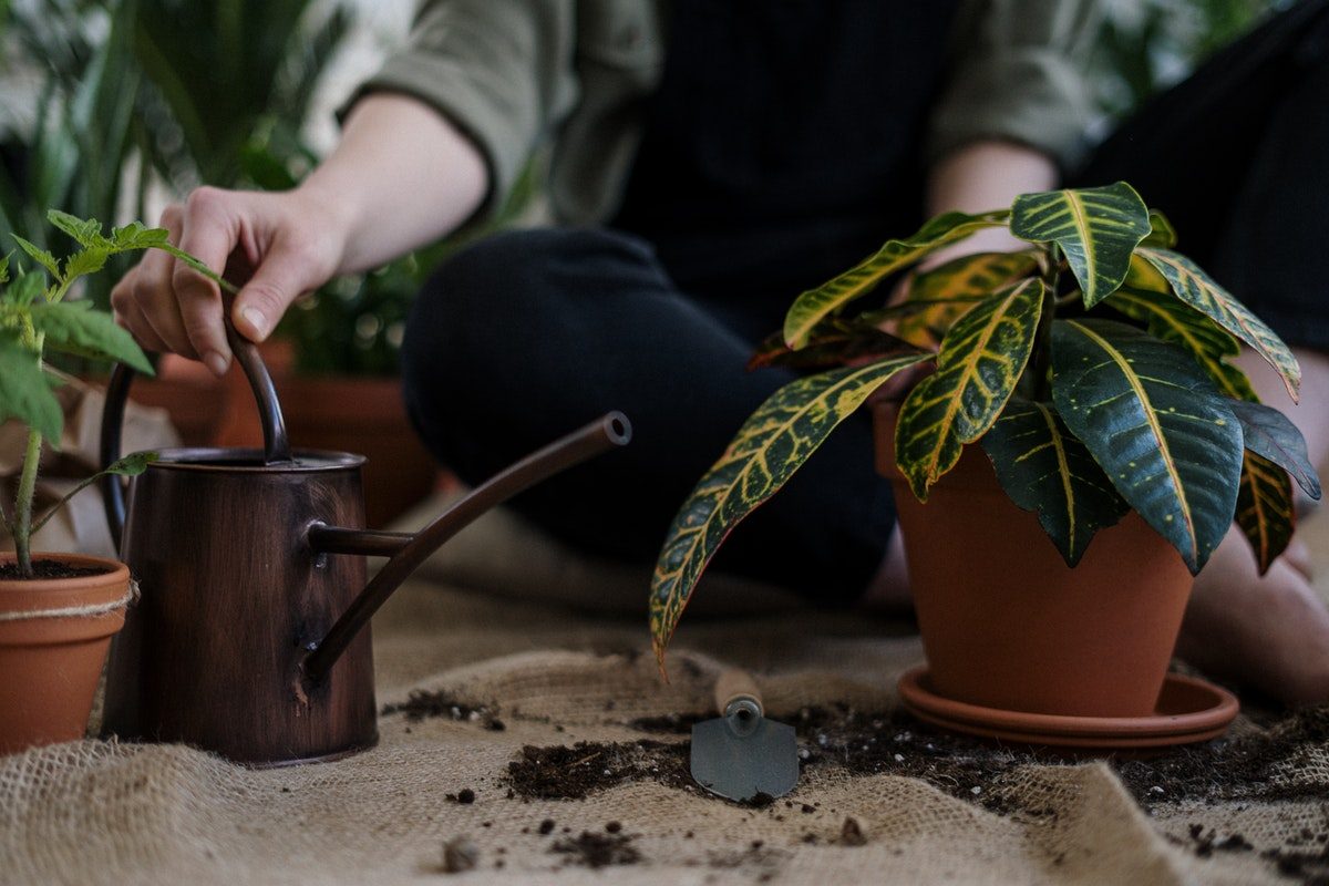 A person watering their houseplant