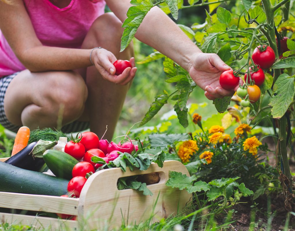 A woman in a pink shirt and black and white checkered shorts squats while harvesting tomatoes. Next to her on the ground is a basket of harvested vegetables, including eggplant, cucumbers, tomatoes, and carrots.