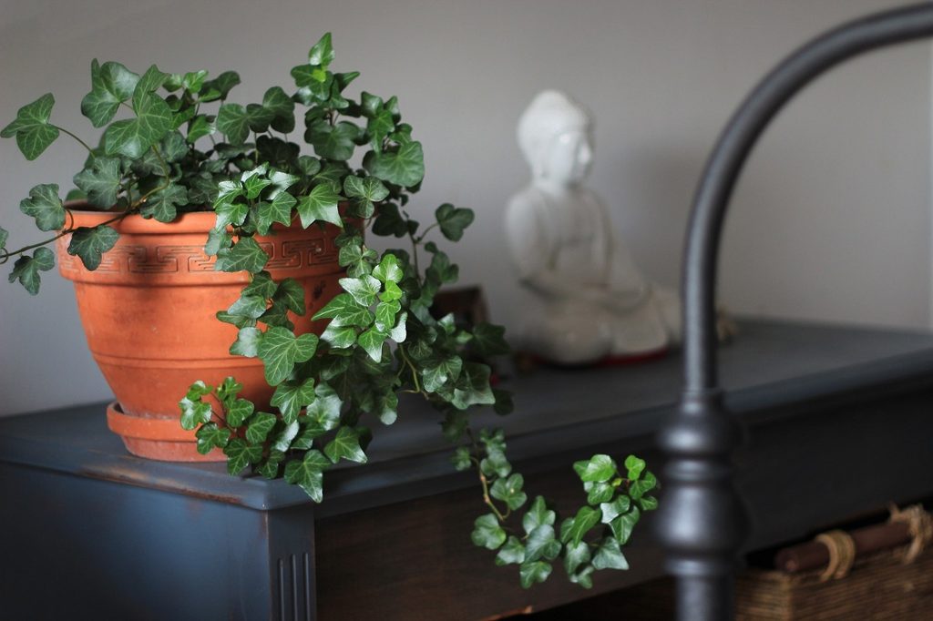 Ivy in a terracotta pot on a small black table
