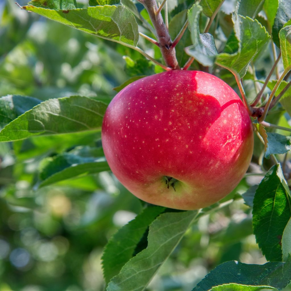 Apple fruit hanging from tree