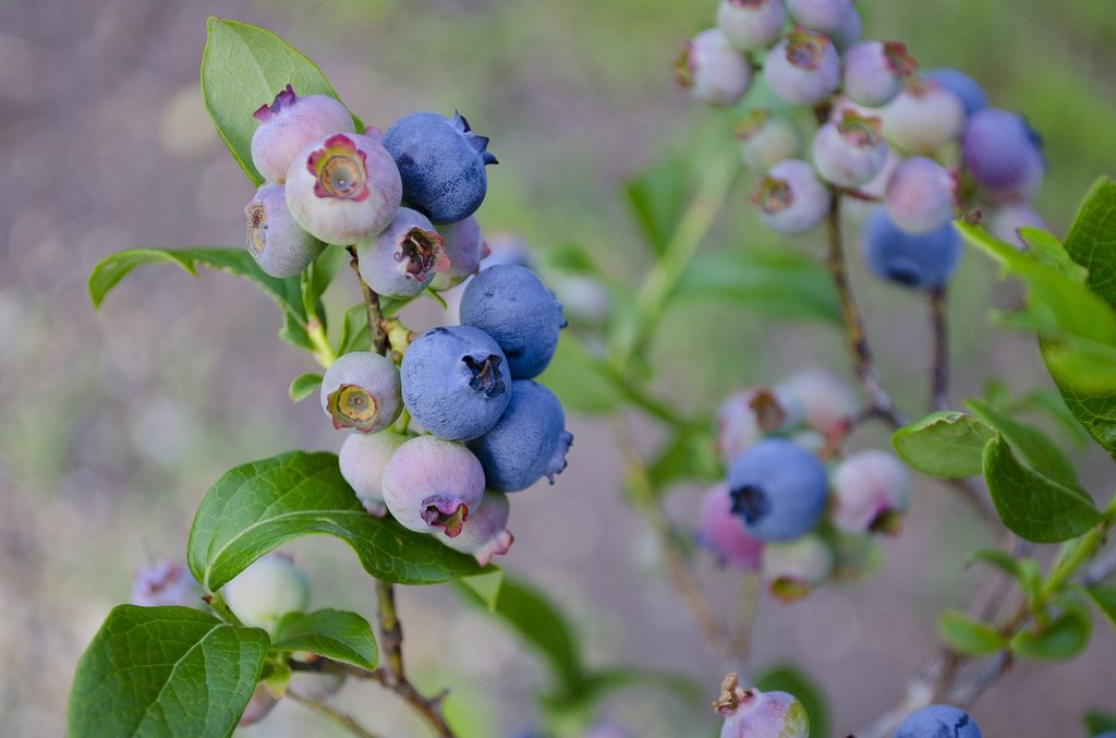 Stems with clusters of blueberries ripening