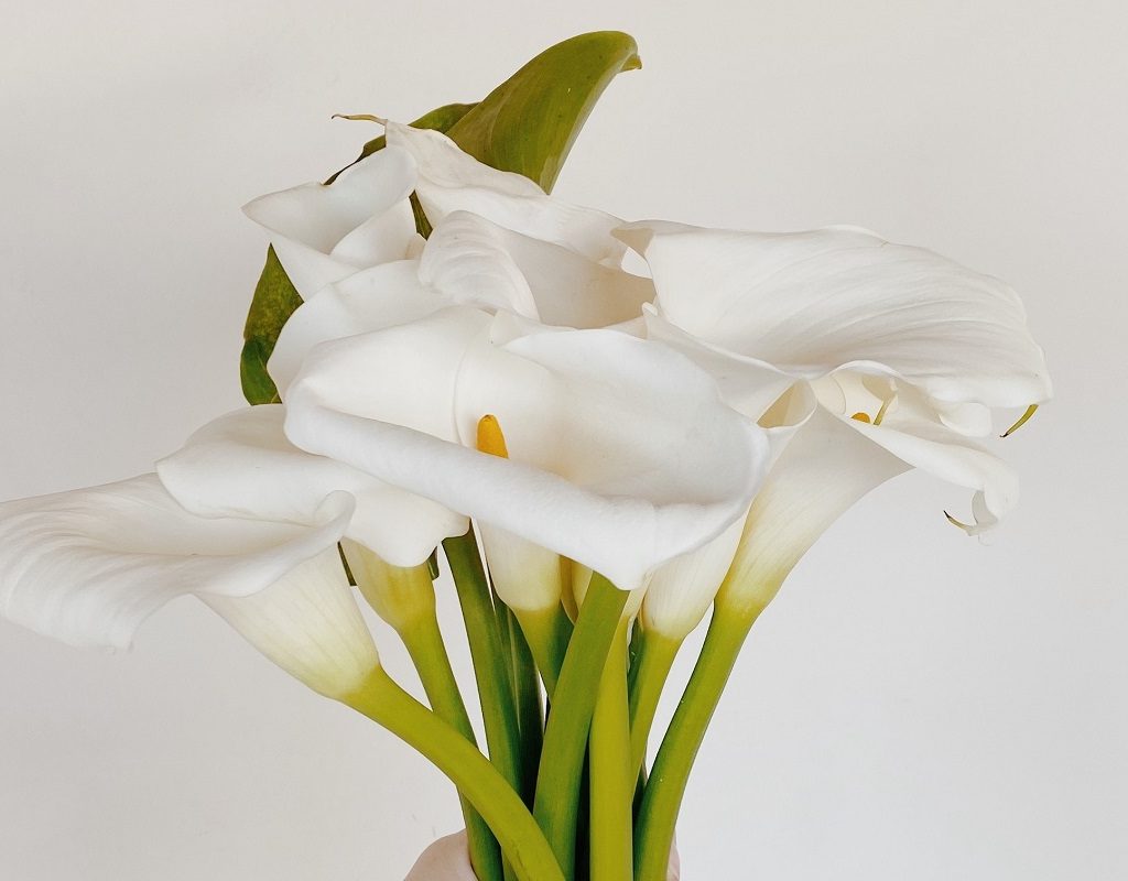 A bundle of calla lily stems