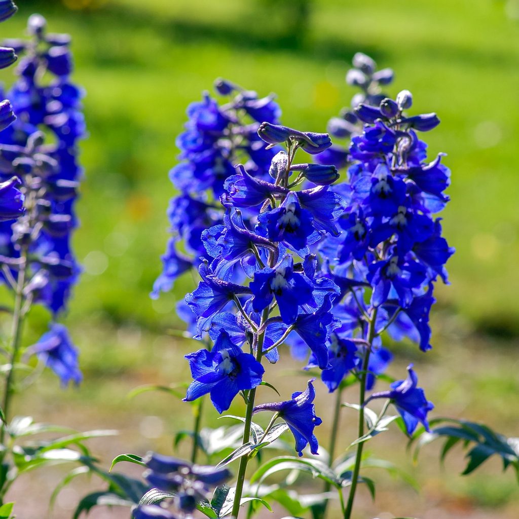 Delphinium flowers