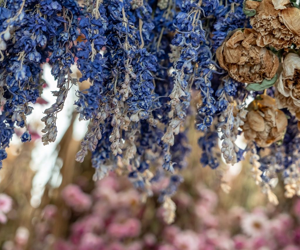 A row of dried lavender, with dried roses on one side