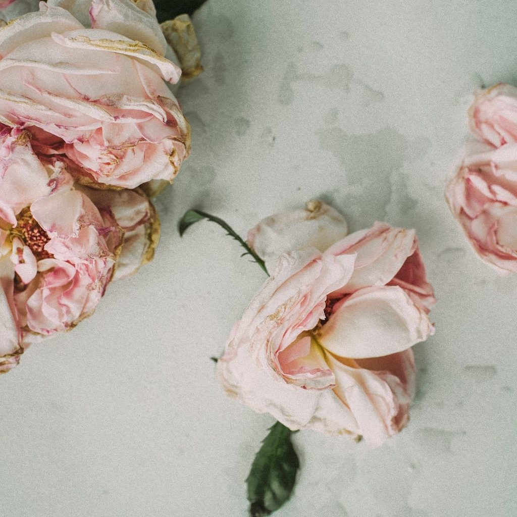 Dried pink and white carnations on a white background