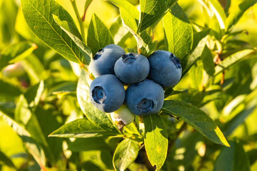 Close-up of a cluster of blueberries on a bush in bright sunlight