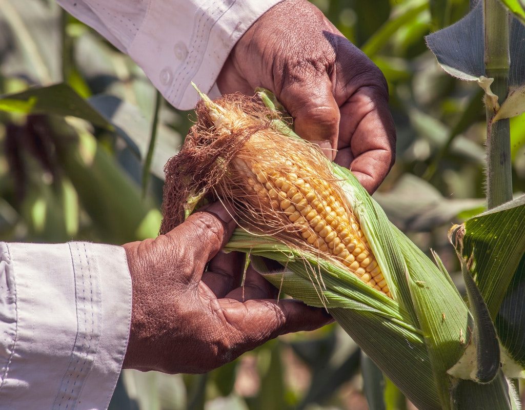 Farmer harvesting his fresh grown corn
