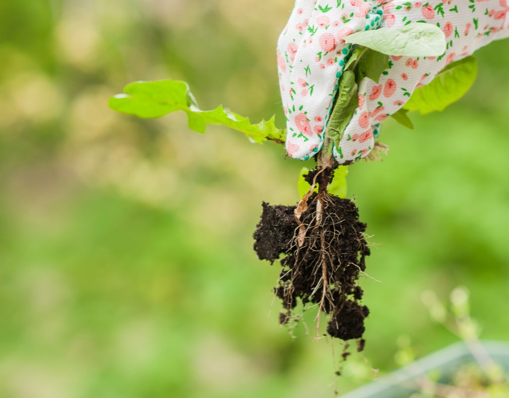 Gardener pulling weed