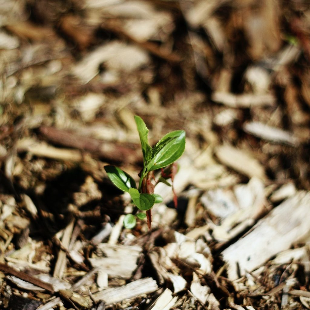 Plant in mulch