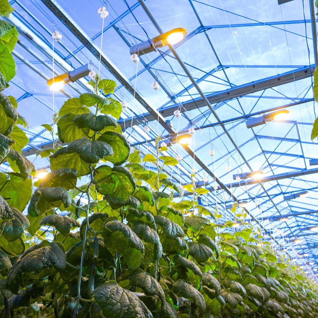 Greenhouse lights in large greenhouse
