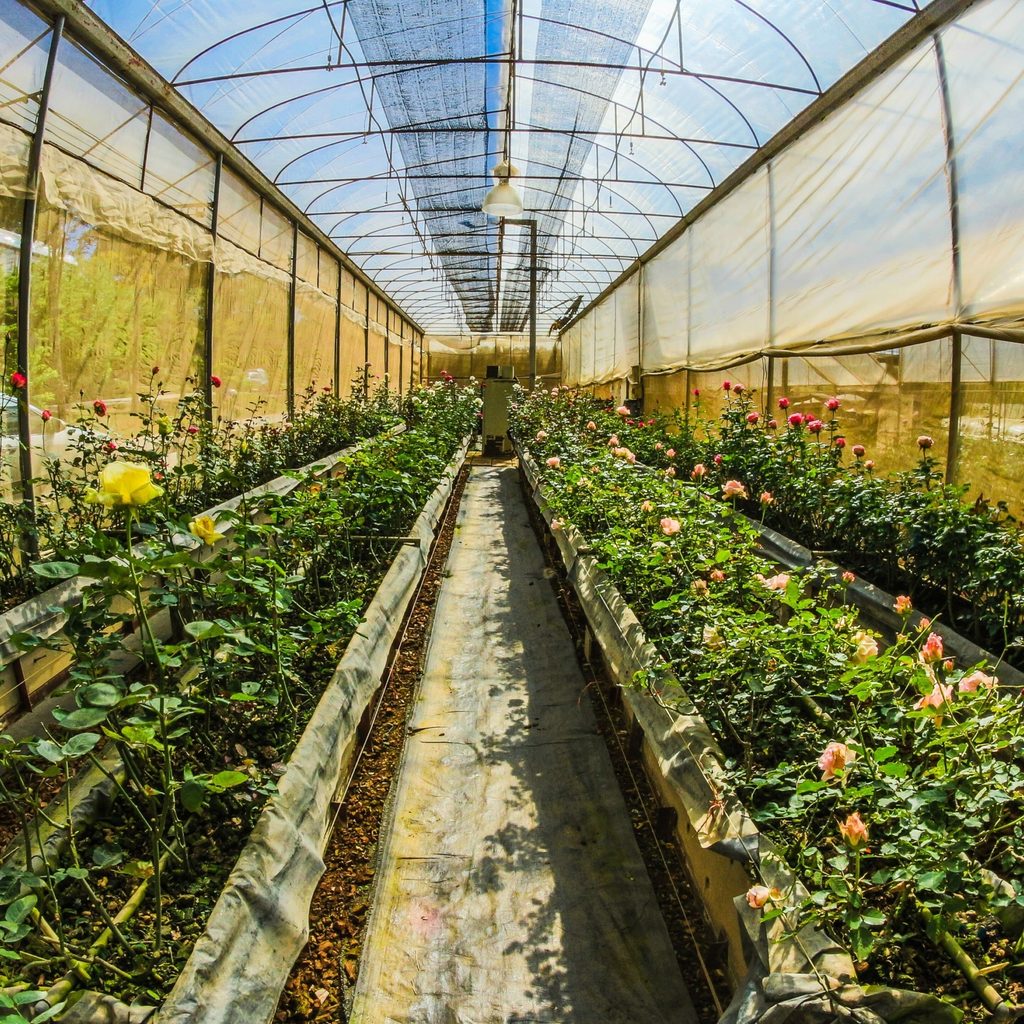 Hardy greenhouse plants
