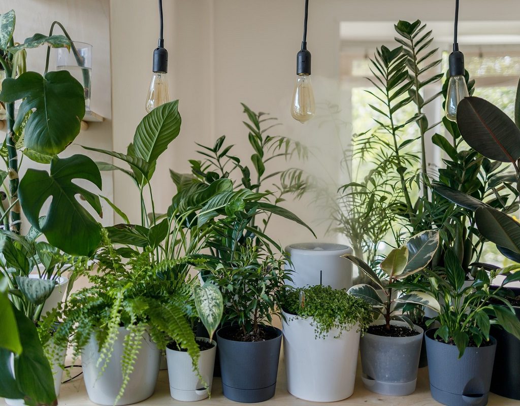 A group of houseplants