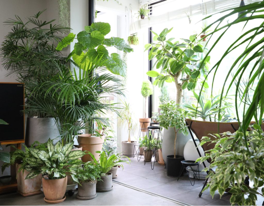 Houseplants