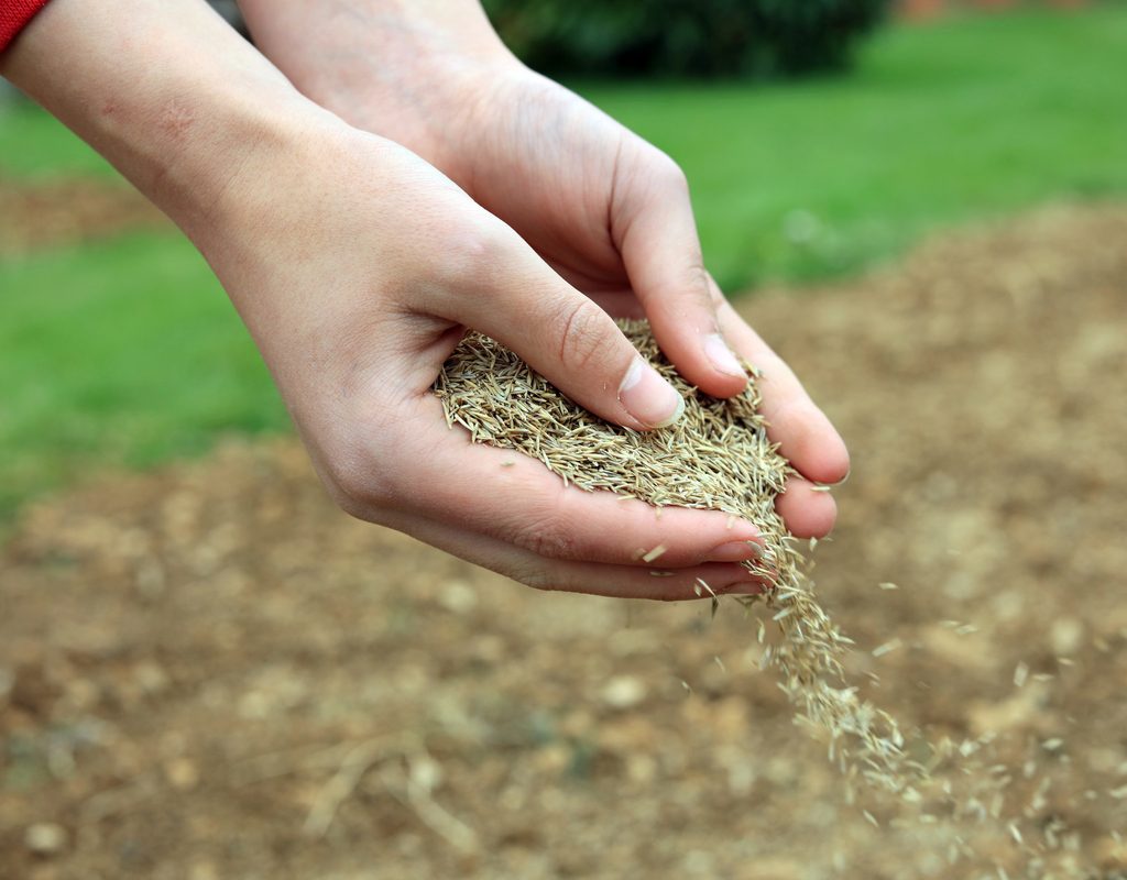 Cupped hands gently scattering grass seed