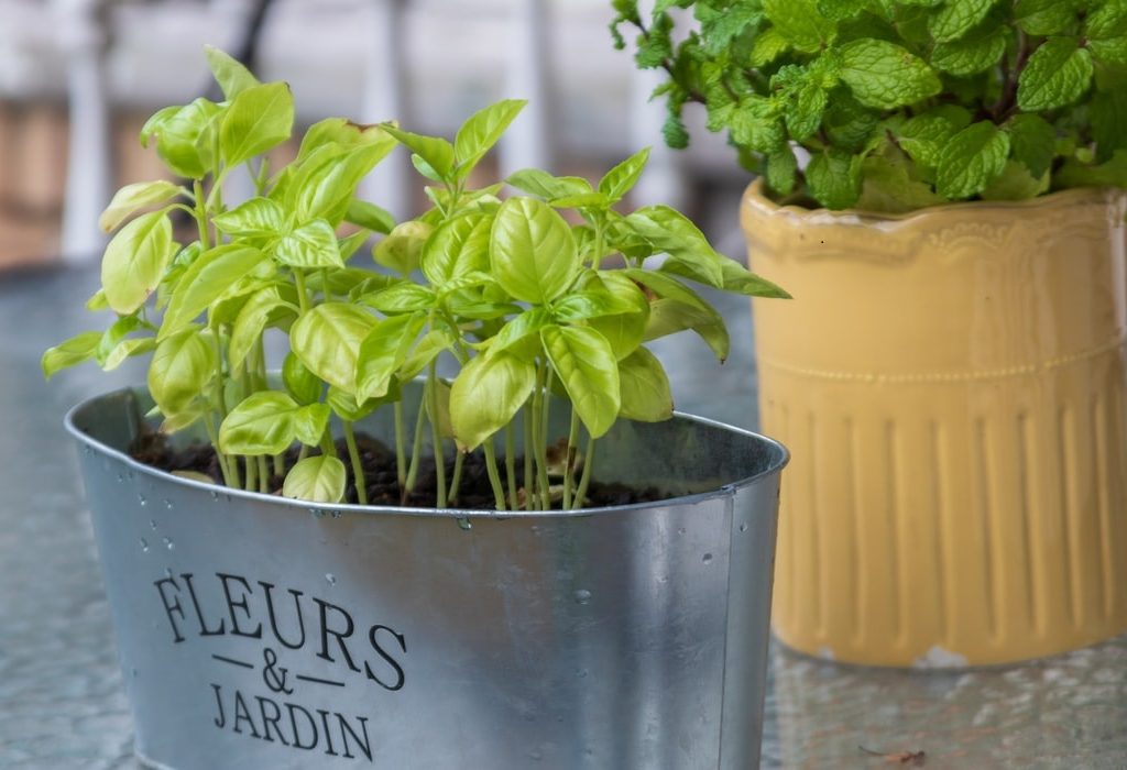 Herbs in containers