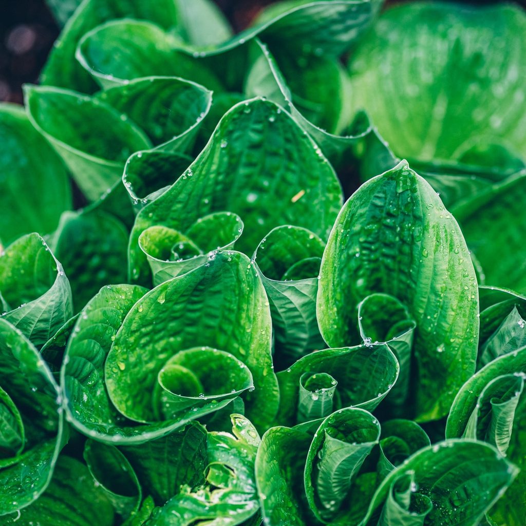 Hosta plant