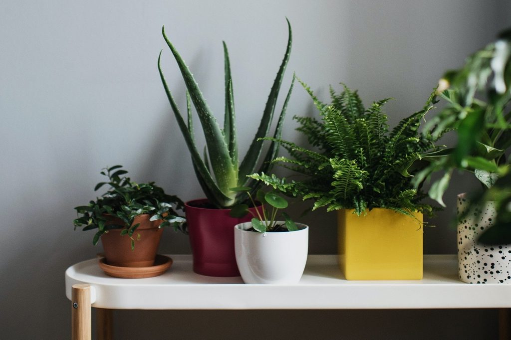 A small houseplant collection