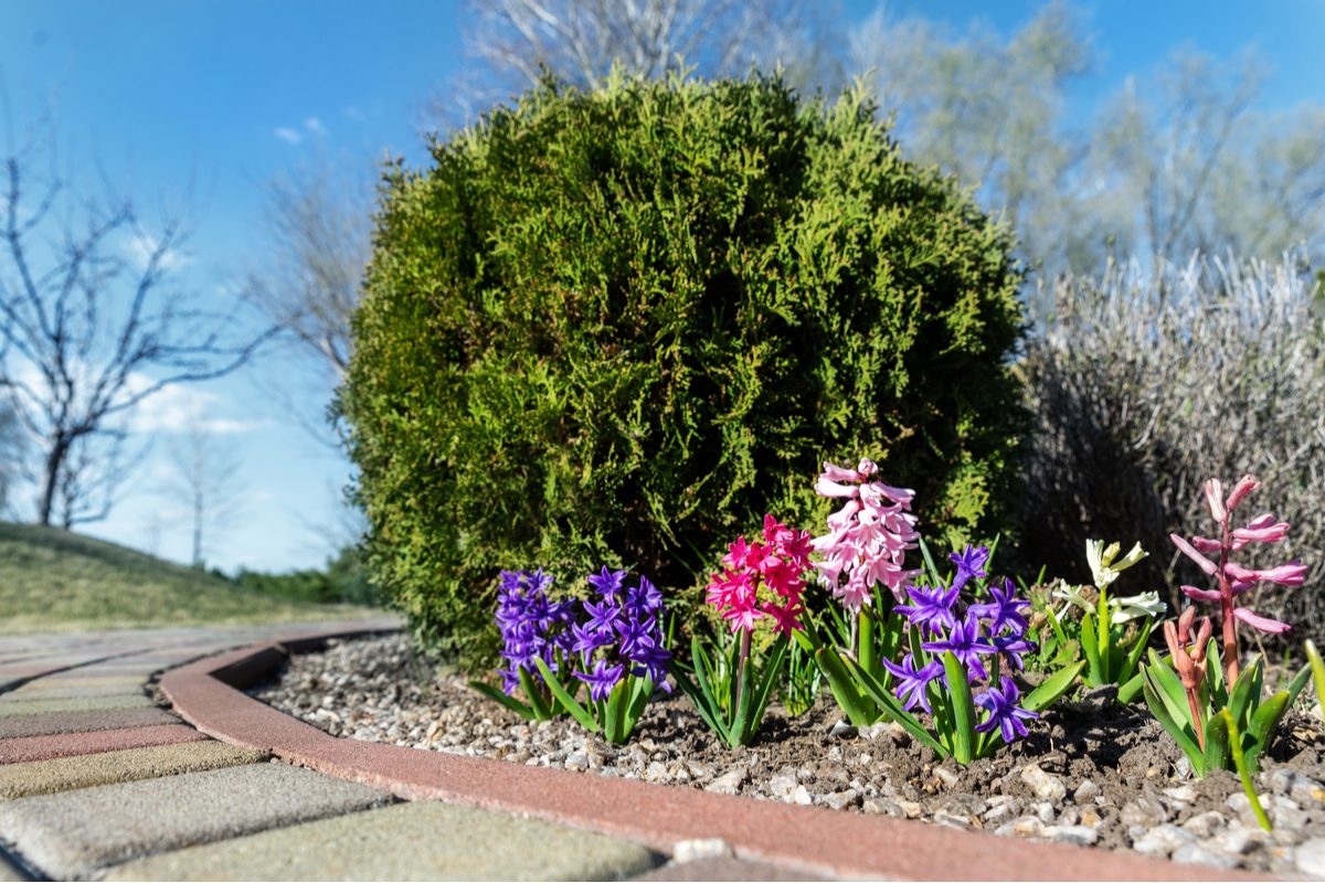 A small juniper bush next to several blue and pink hyacinth. They are planted next to a stone walkway.