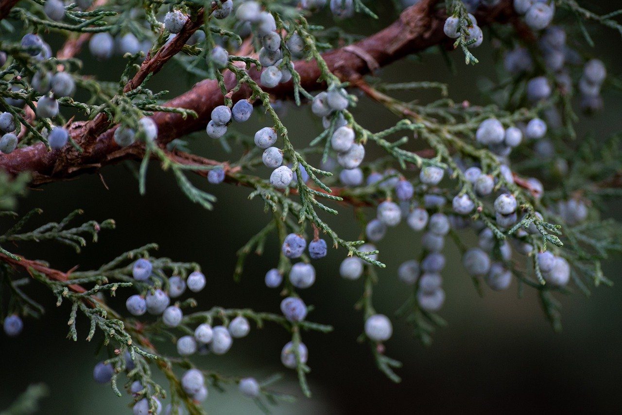A juniper tree with dark brown branches, green needles, and blue berries