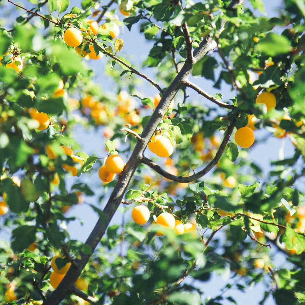 Apricot trees with fruit