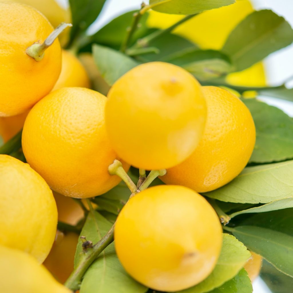 A cluster of bright yellow lemons surrounded by leaves