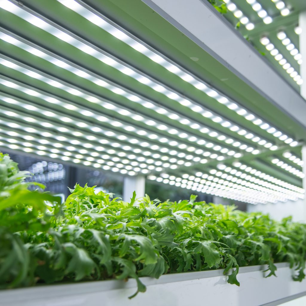 Vegetables under artificial light