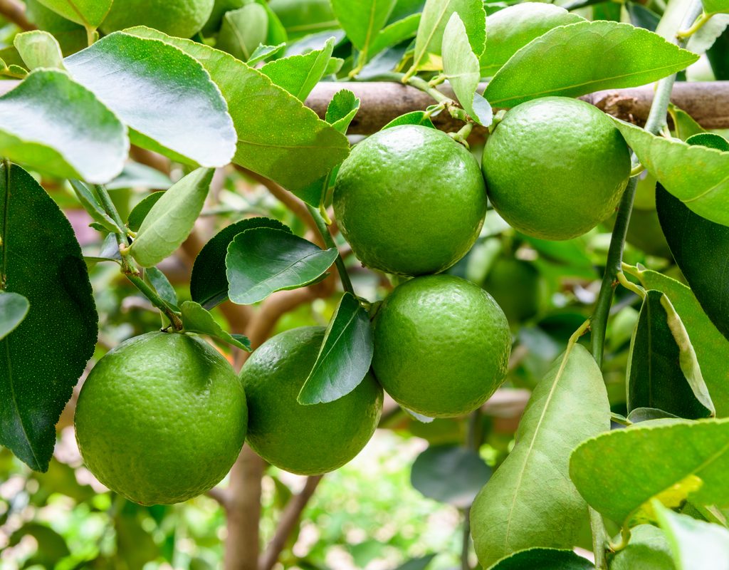 Several bright green limes on a branch