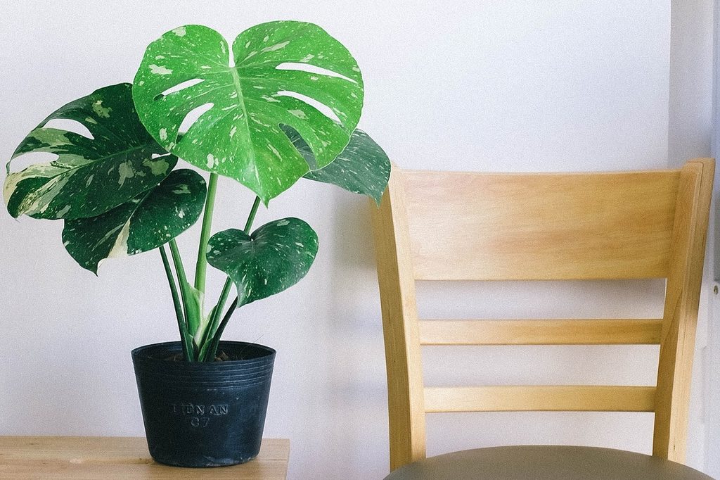 A medium-sized potted monstera