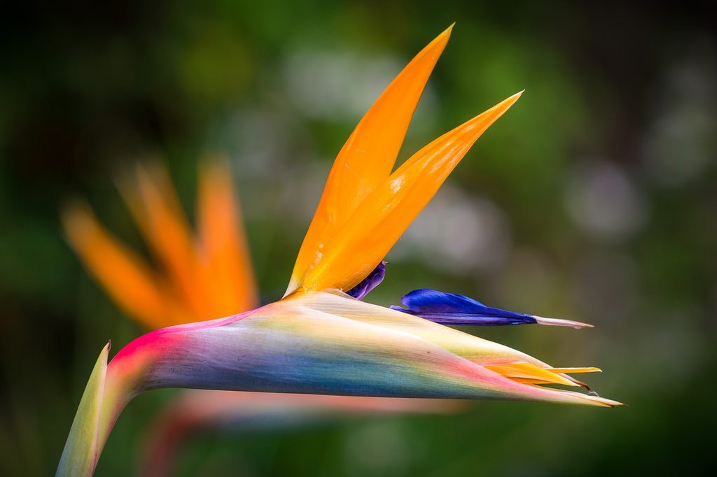 An orange bird of paradise bloom