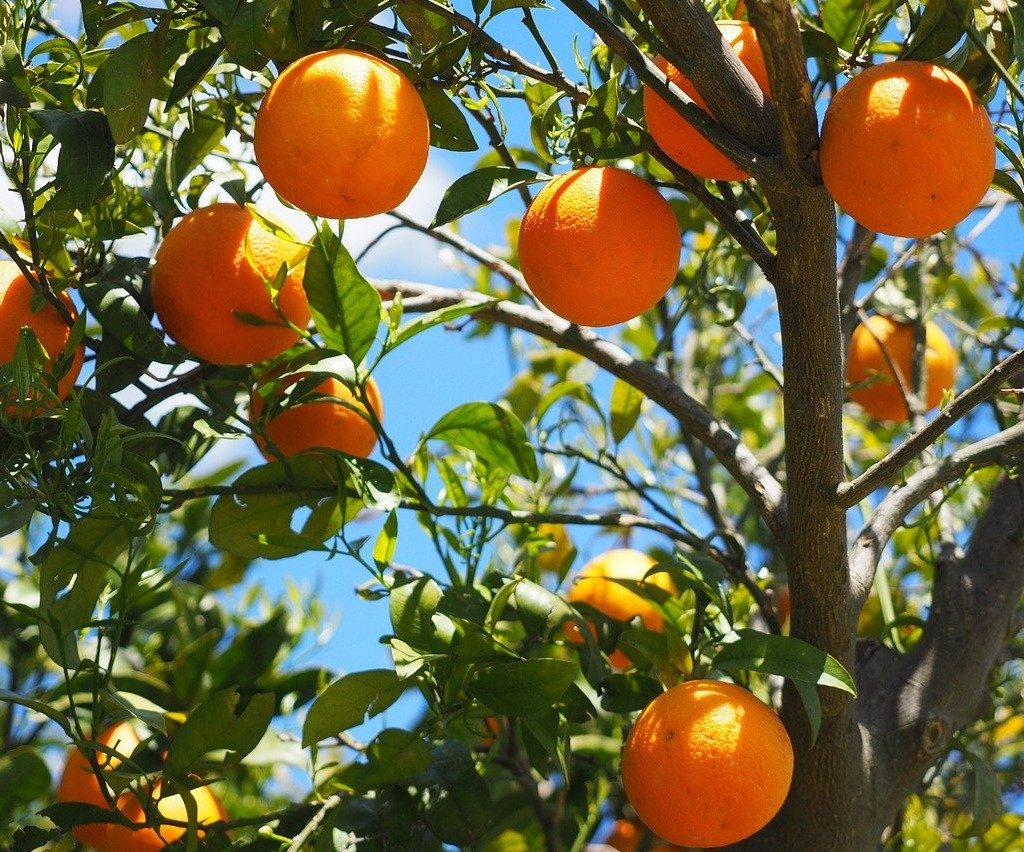 An orange tree with several round, bright oranges.
