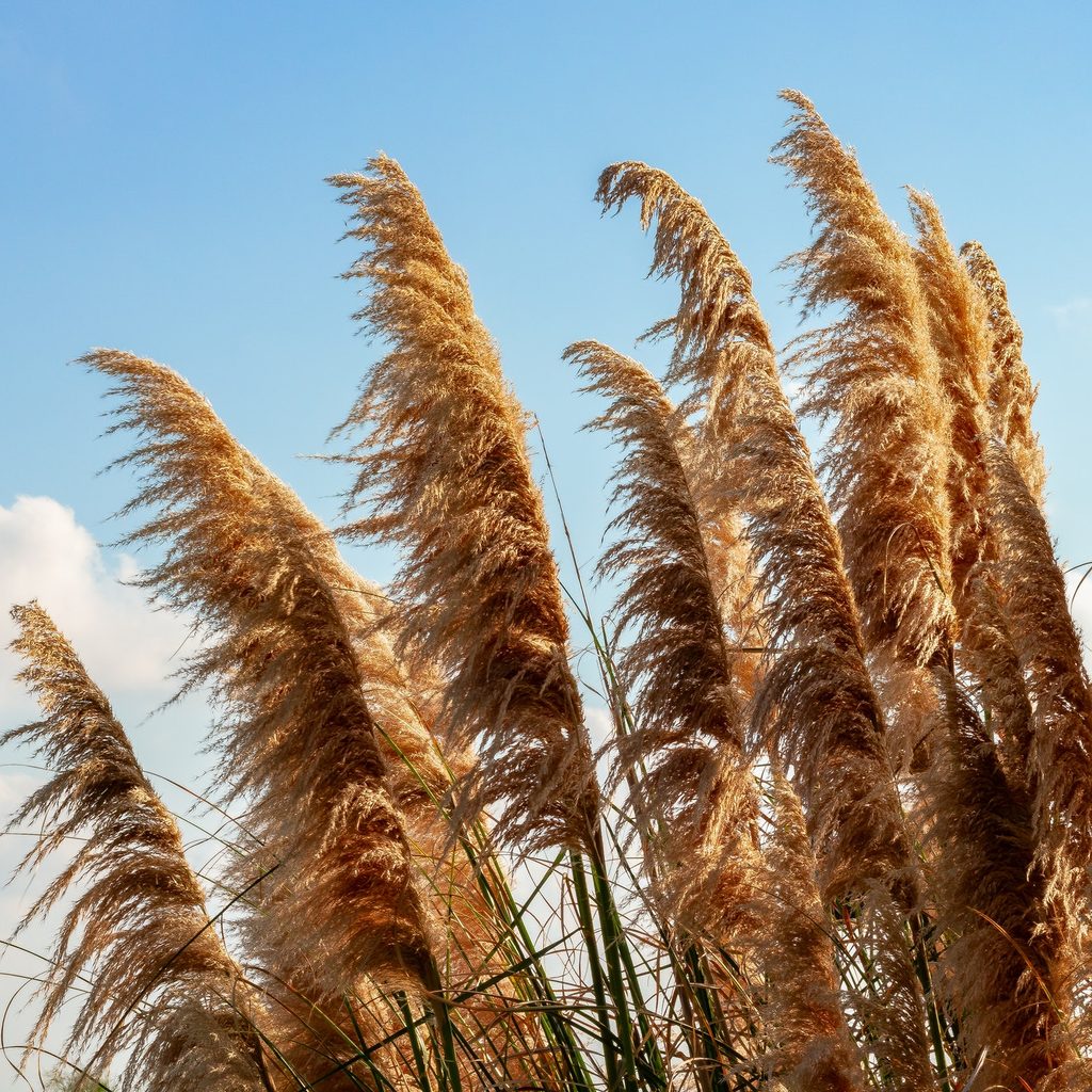 Pampas in wind