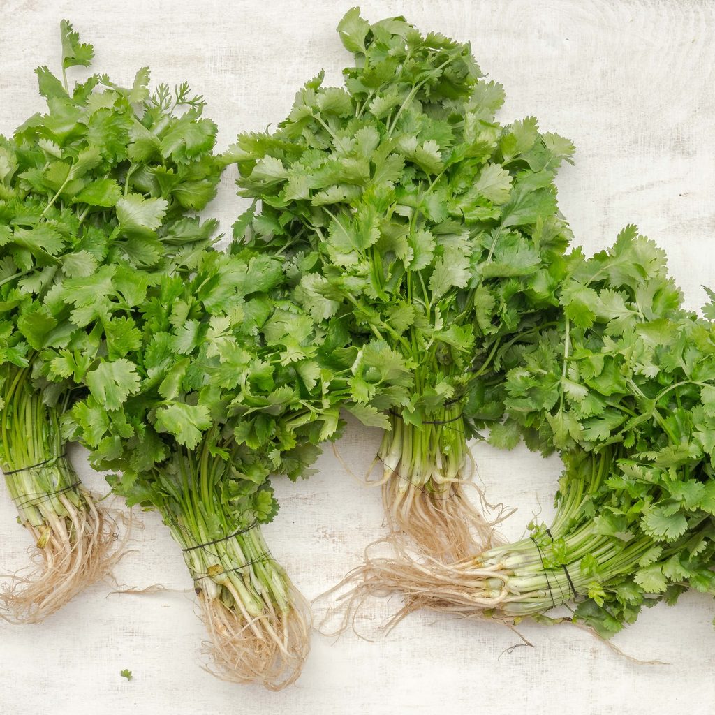 Four bunches of unplanted parsley with roots