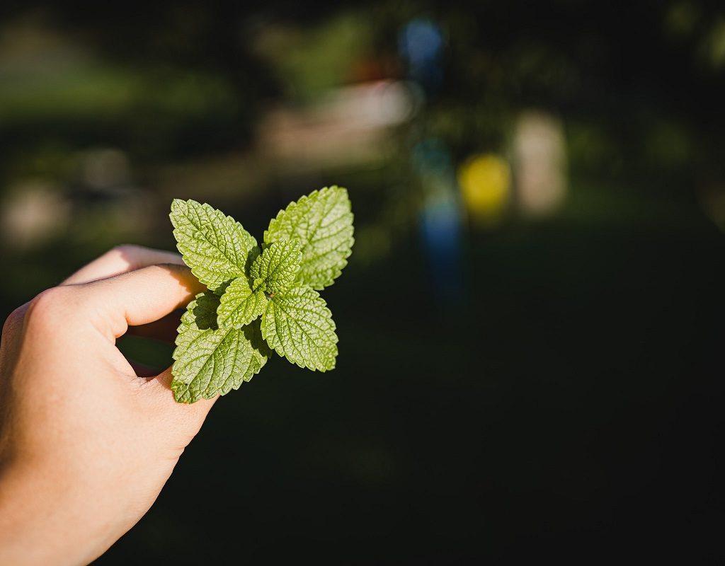 A person holding a mint sprig