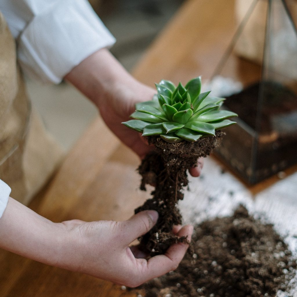 Person holding succulents