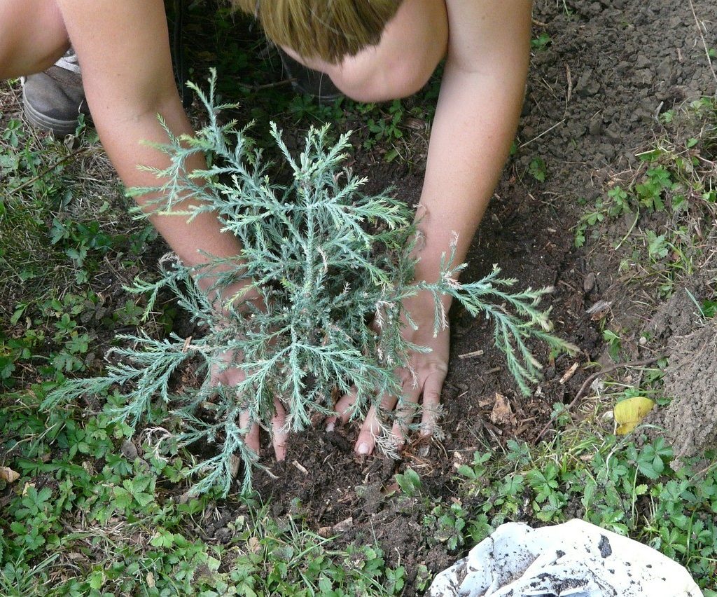 Person crouched on the ground, planting a small light green tree