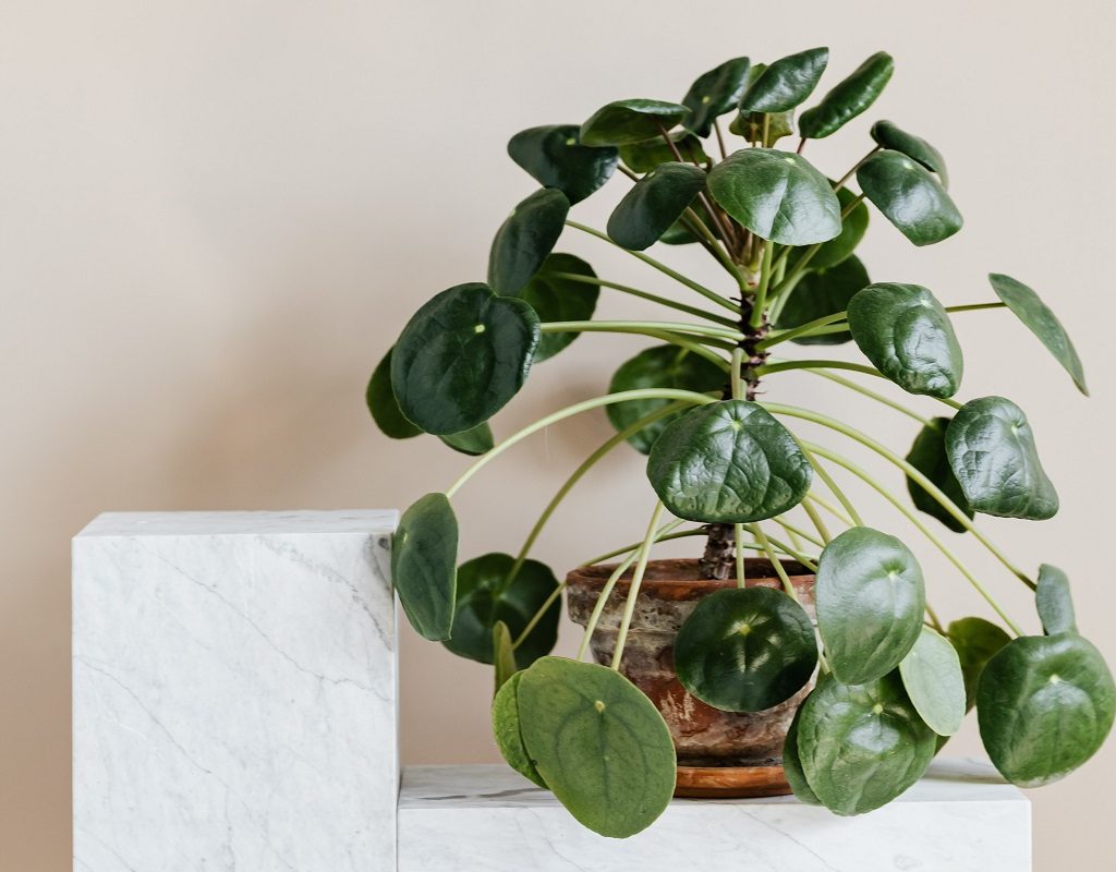 A potted peperomia