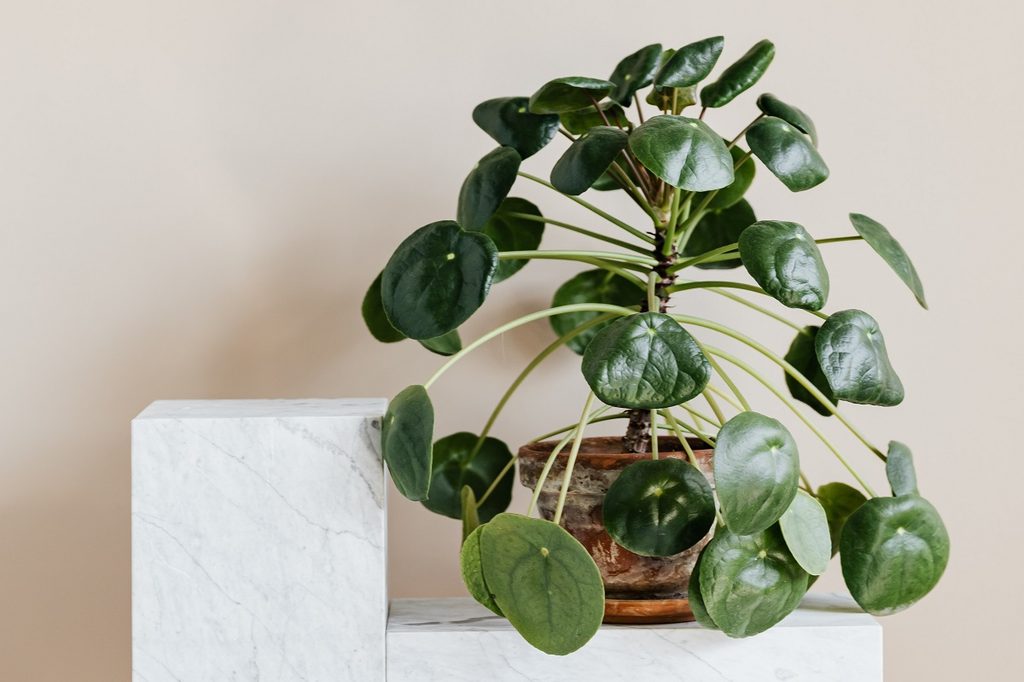A potted peperomia