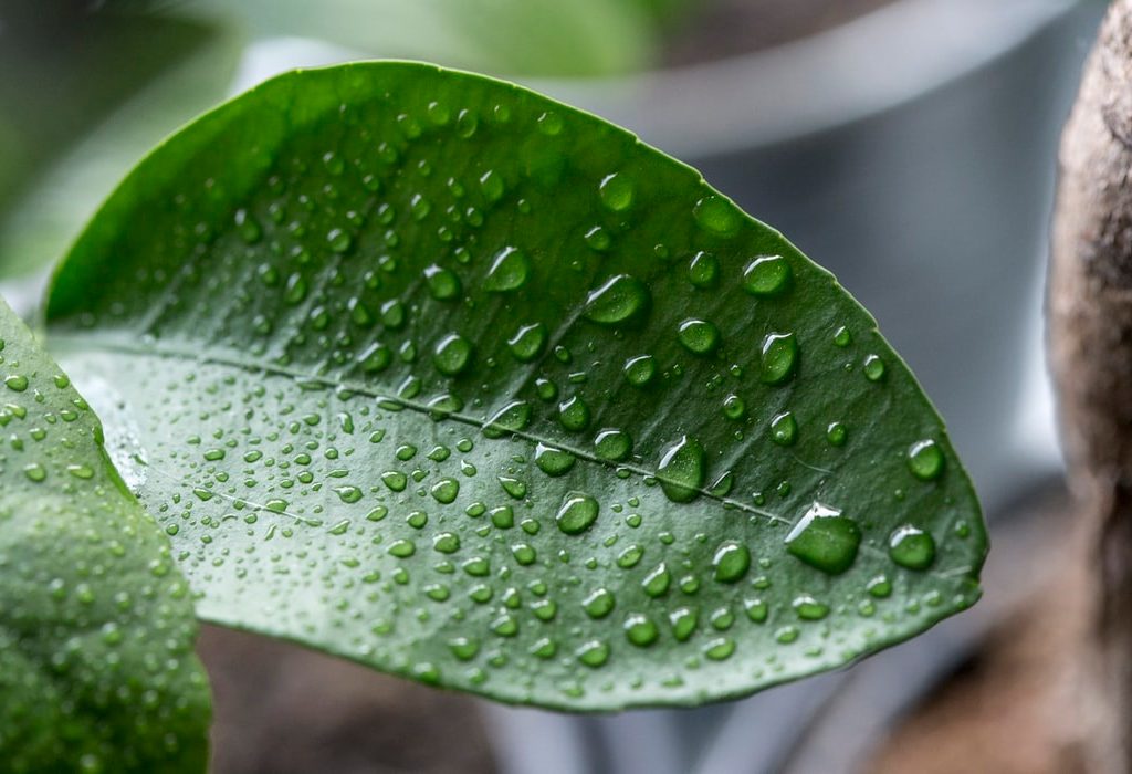 Raindrops on leaf