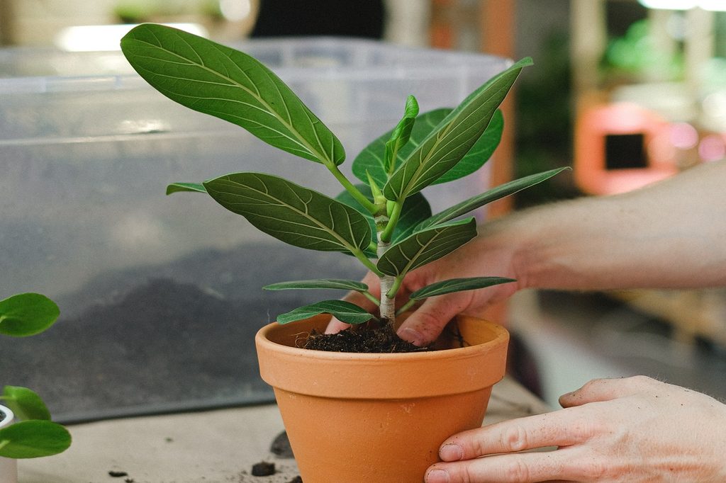 A person repotting a plant