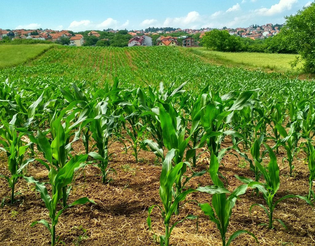 Planted rows of corn