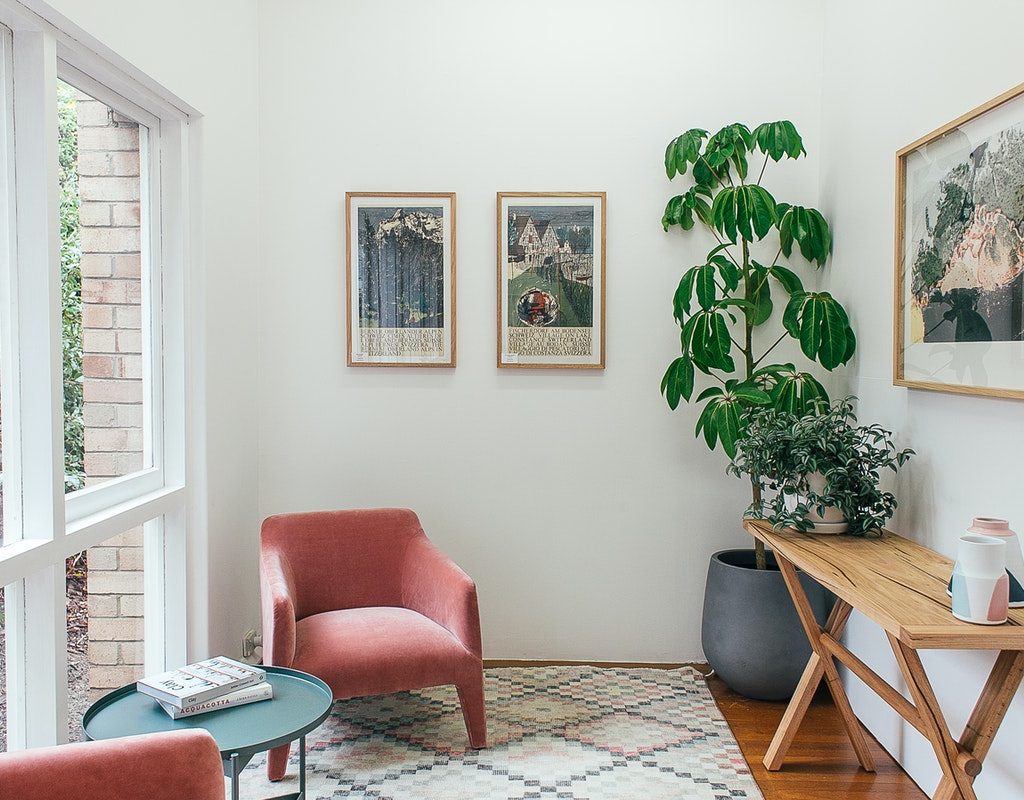 potted Shefflera tree in the corner of a living room