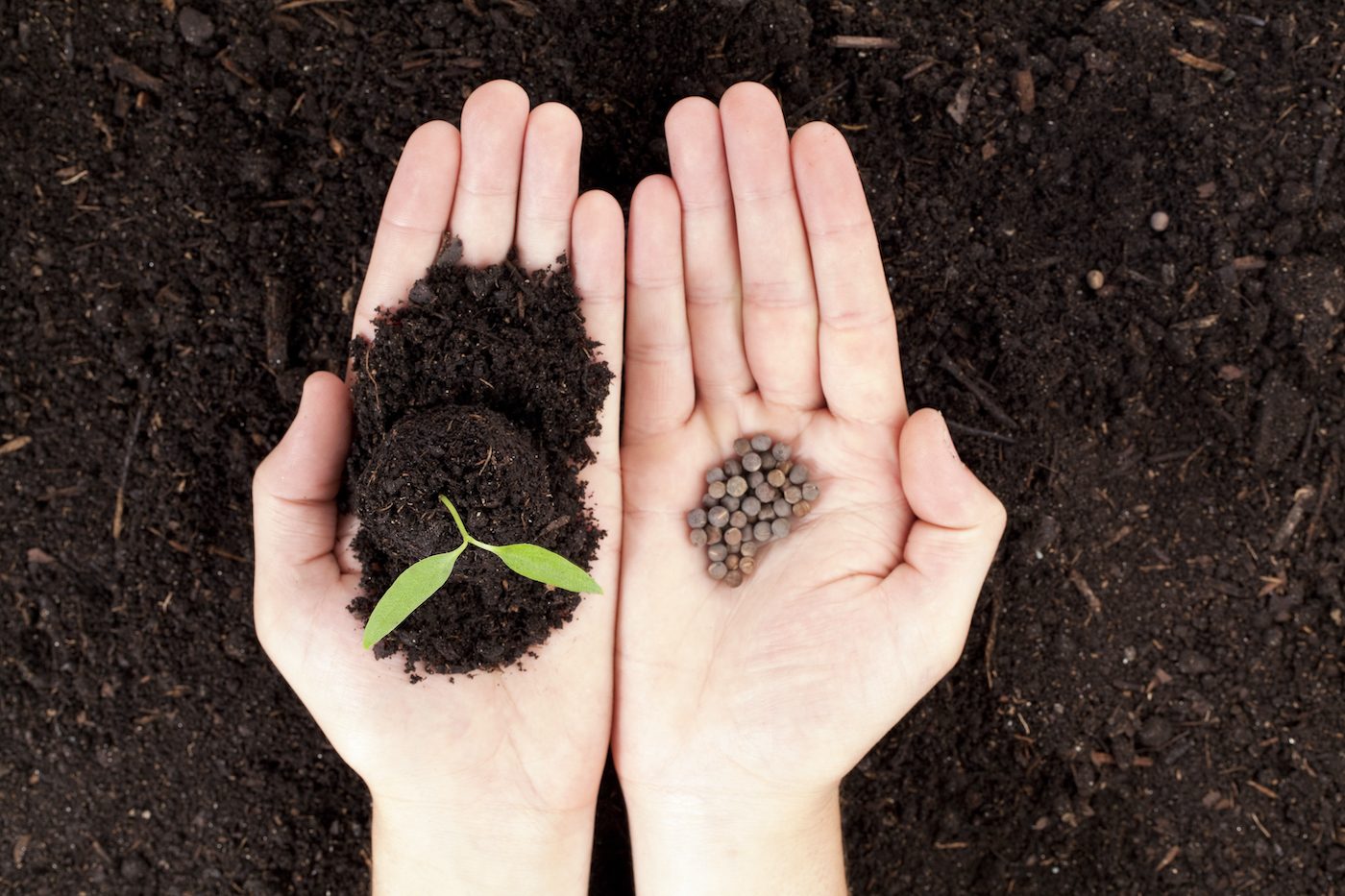 Two hands side by side, one holding seeds the other holding a seedling
