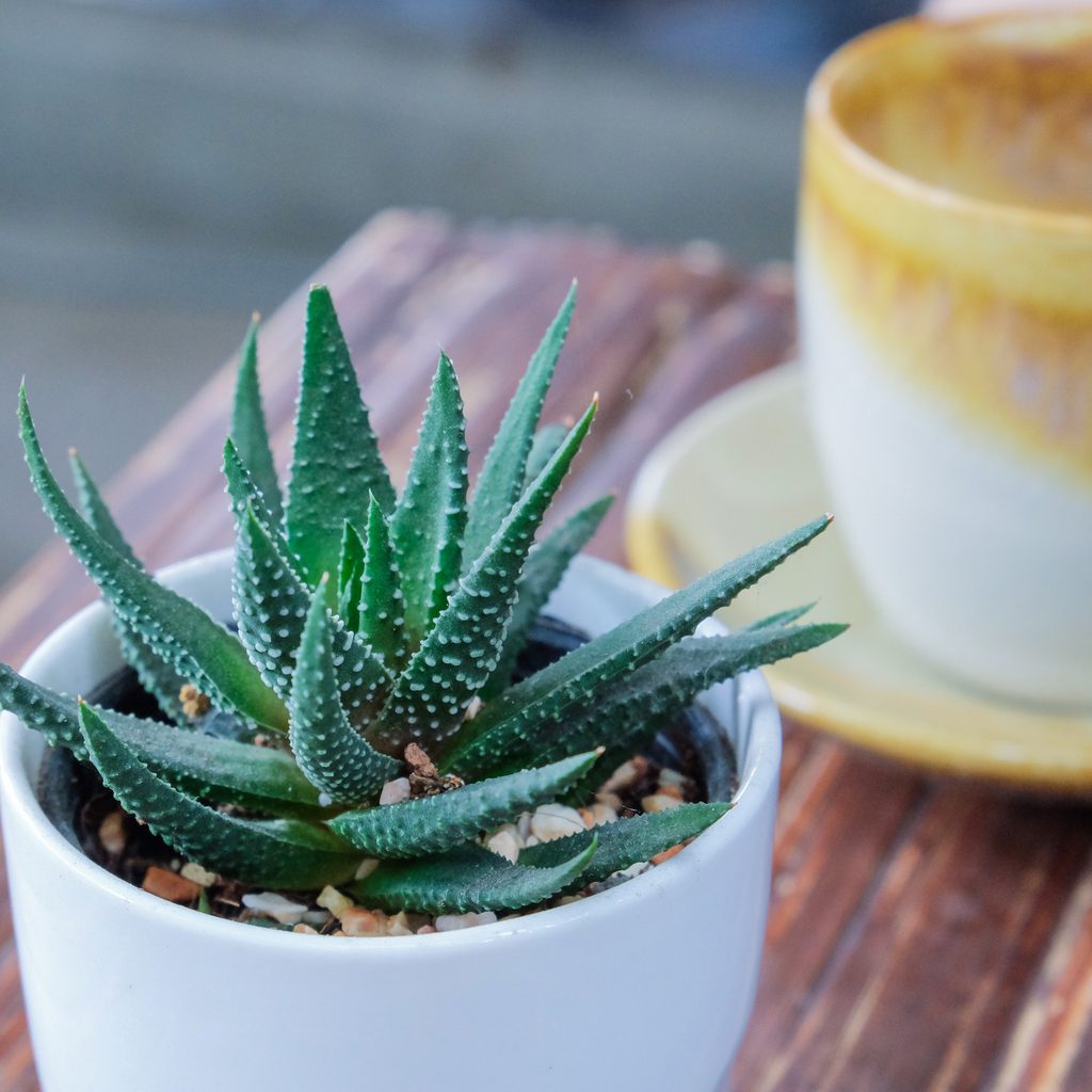 Small aloe cactus